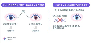 目の色は遺伝で決まりますか？ 