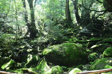 すごく歩いた泊日屋久島３【もののけ姫の森・白谷雲水峡】』屋久島鹿児島県の旅行記・ブログよーべんさん【フォートラベル】