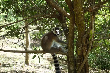 キツネザルが絶滅の危機に!? マダガスカルを襲う気候変動 