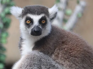 キツネザルのために何ができるかな？/ときわ公園 動物・植物みつけたよ！ 