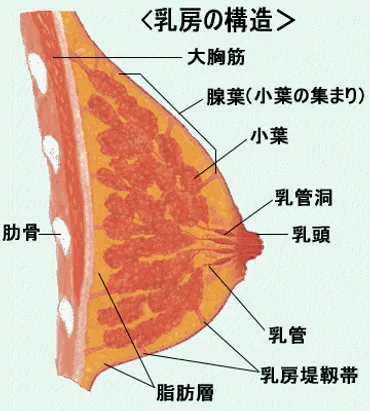 乳がん治療の名医と乳癌の病院