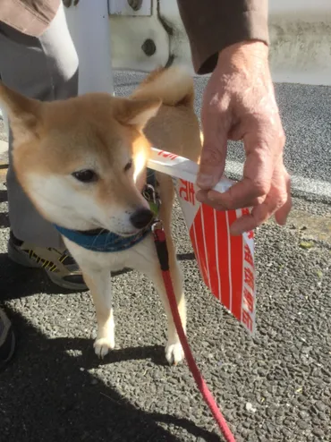 柴犬あんずと箱根駅伝応援 / のろぞうさんの横浜市 南エリアの活動データ 