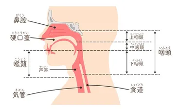 咽頭がんと光免疫療法「進化する治療法の詳細解説」