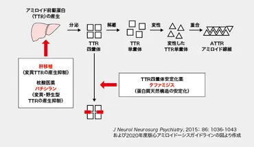 激変するATTRアミロイドーシスの治療戦略