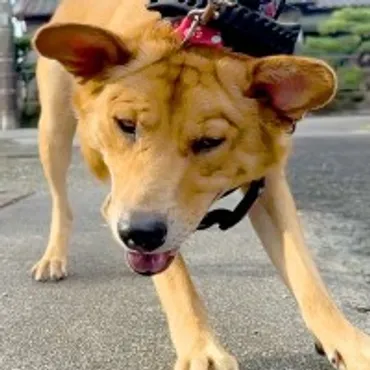 飯島直子さん 「愛犬ももが お空へ旅立ちました」「ただただ愛おしく ただただ癒しの存在でした」 ＳＮＳに想い 