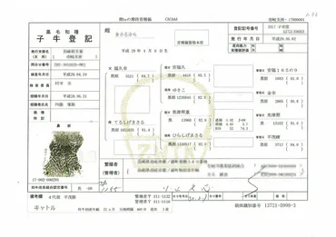 黒毛和牛の子牛登記でわかる血統
