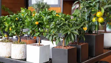 意外とカンタン!ベランダでゆずの木を育てて果実を収穫してみよう