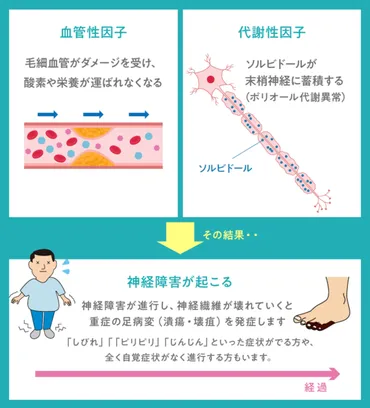尿病で足切断」とならないために〜糖尿病が及ぼす足の神経障害〜
