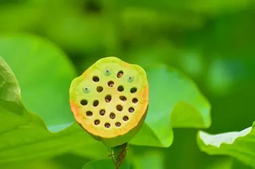 蓮の種 トライポフォビア 集合体恐怖症