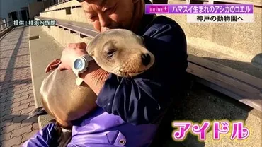 桂浜水族館の゛アイドルアシカ゛旅立ちの時… 難産の末、前例の少ない人工哺育 飼育員との゛親子の絆゛