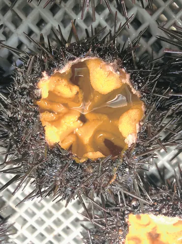 「ウニノミクス」の挑戦と未来：持続可能な漁業と地域活性化への道？「ウニノミクス」が描く、ウニ養殖と地域創生の未来