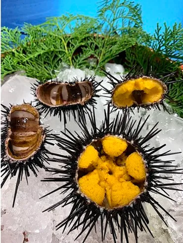 ウニノミクス/大分の海を守る陸上畜養ウニ「豊後の磯守」、世界初の取り組みとして8月31日に大分県知事に報告