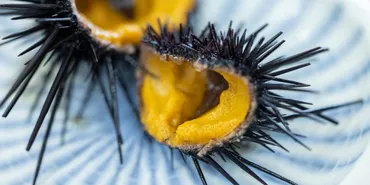 空っぽのウニが高級ウニに大変身!? 〈大分うにファーム〉が取り組む画期的な゛陸上畜養゛とは 