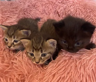 『坂上どうぶつ王国』保護猫や犬の里親探し、感動の物語とは？保護猫、犬、譲渡、家族、坂上忍