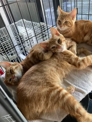 坂上どうぶつ王国オンエア情報!