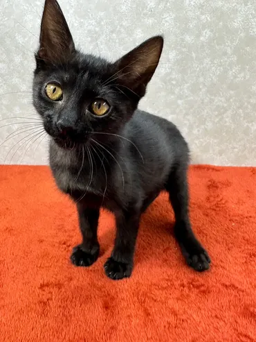 黒猫ビビ!里親に幸福を里親から愛情を❤