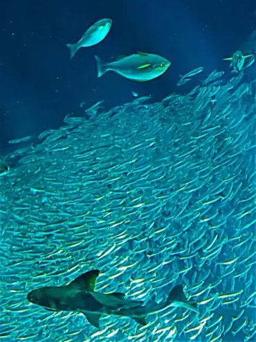 福岡20 マリンワールド海の中道