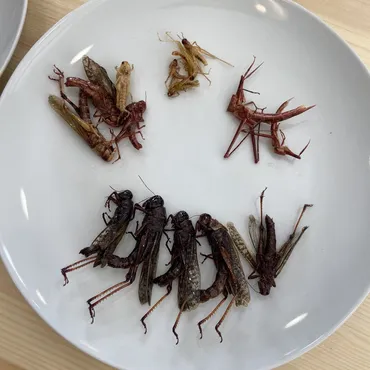 ともに・共生社会へ：井上咲楽さん 「昆虫食は食育に役立つ」 味や魅力熱く語る 