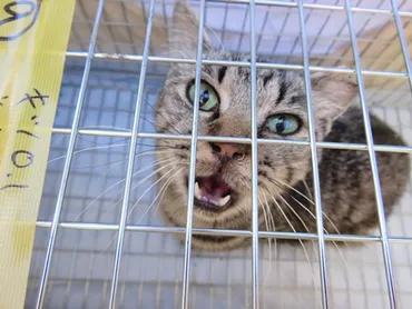 2015年 TNR一斉手術 in千葉県木更津市 : ちばわんTNR活動報告 (風と光と猫たちと・・・)