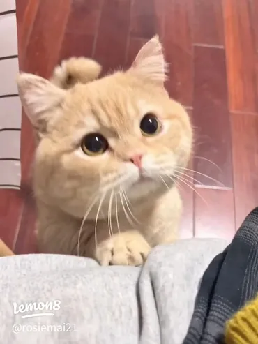 猫好き必見！可愛い猫動画と猫のいる暮らし