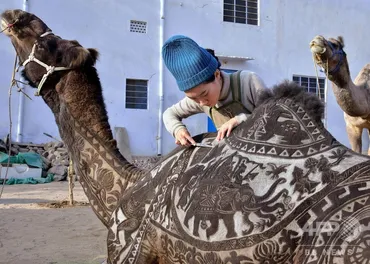 ラクダアート」に挑む日本人女性、毛を刈り美しい模様描く インド 写真3枚 国際ニュース:AFPBB News