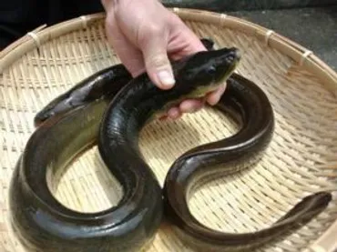 今テレビで話題の「天然食材ハンター・谷田圭太」の素顔とは?天然食材うまいものベスト5の紹介!