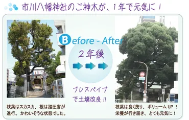 倒木を未然に防ぐ為に樹木診断・樹木治療を！早期発見・早期治療が大切です。 