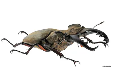 昆虫愛が止まらない！昆虫ハンター牧田習さんの魅力とは？昆虫ハンター牧田習さんの幼少期から現在までの軌跡