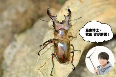 昆虫博士・牧田習さんが解説！日本で最強のクワガタムシは？