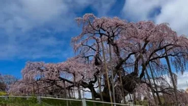 ゴスペラーズ・村上てつやが福島へ！三春の滝桜を楽しむ 