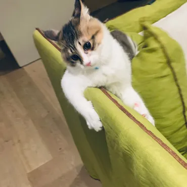 我が家の暴れん坊♡ 保護猫パニータの暮らし 