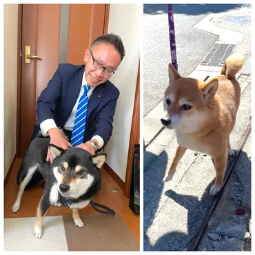 愛犬家の多い鎌倉