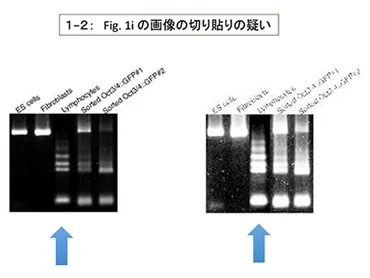 STAP細胞論文問題：科学界を揺るがした衝撃の真相は？とは！？